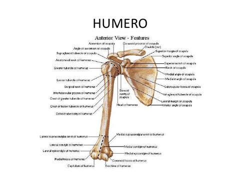 Anatomia Huesos Del Miembro Superior