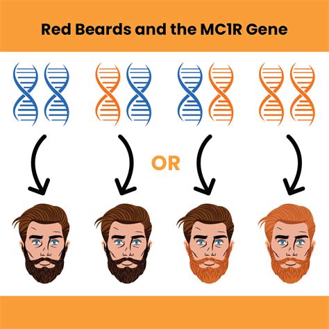 Why Is My Beard Red Ginger Beards Explained Black Comb Beards