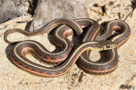 Common Gartersnake Thamnophis Sirtalis Amphibians And Reptiles Of