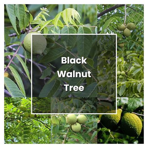 How To Grow Black Walnut Tree Plant Care And Tips Norwichgardener