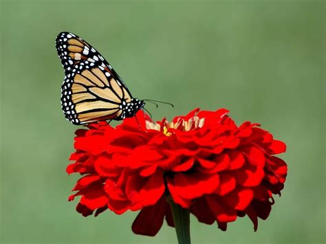 ✓ free for commercial use ✓ high quality images. Monarch Butterfly Wallpapers - Wallpaper Cave