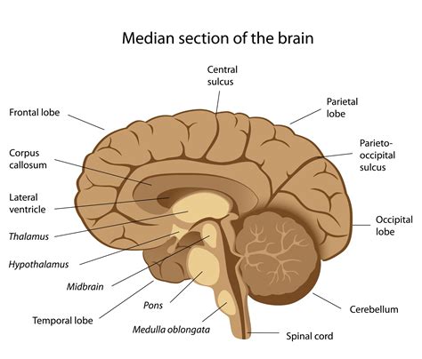 Incredible Art Labeling Activity Brain Anatomy Ideas