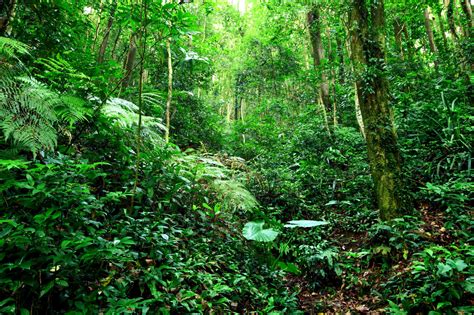 Wallpaper Trees Landscape Plants Green Wilderness Jungle