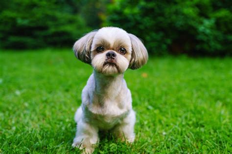 Everything You Need To Know To Adopt A Shih Tzu Pets Nurturing