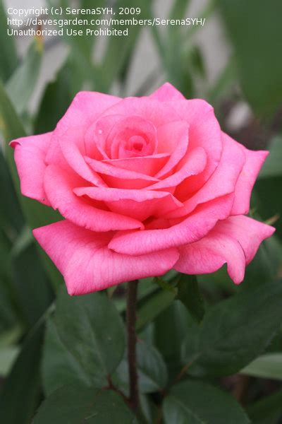 Plantfiles Pictures Hybrid Tea Rose New Generation Roses Collection