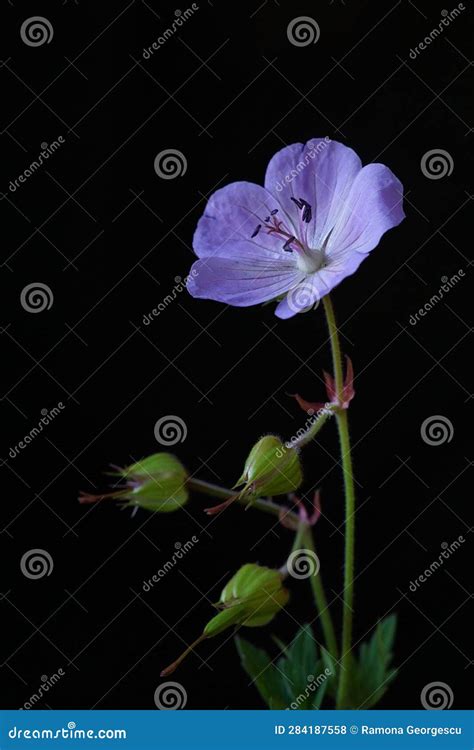 Blue Wild Flower Meadow Geranium Or Meadow Cranesbill Geranium