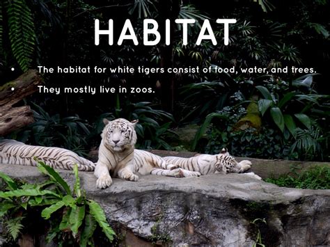 White Tiger Habitat Information