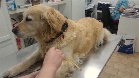 Fido non è più (solo) il migliore amico dell'uomo ma anche compagno e collega. Giornata mondiale del cane, De Lucia a sostegno delle ...