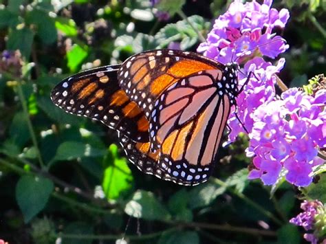The Monarch Butterfly — Digital Grin Photography Forum