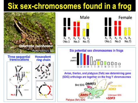 discovery of 6 sex chromosomes in a frog species offer clues on evolution of complex xy systems