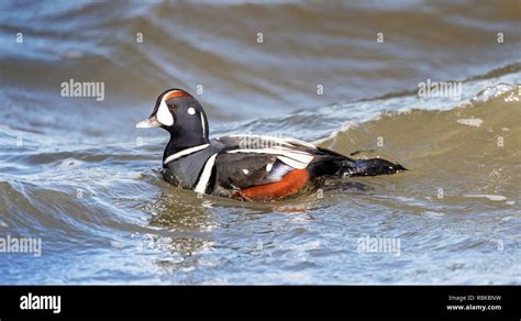 Harlequin Duck Alaska Hi Res Stock Photography And Images Alamy