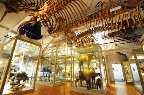 Boston Museums The Definitive Tripscout Travel Guide