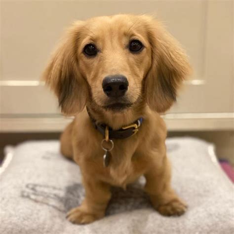 Rescue dachshunds vary greatly in temperament, personality, and activity level. View Image #1 for For Adoption: Dachshund Puppies,Ckc Reg ...
