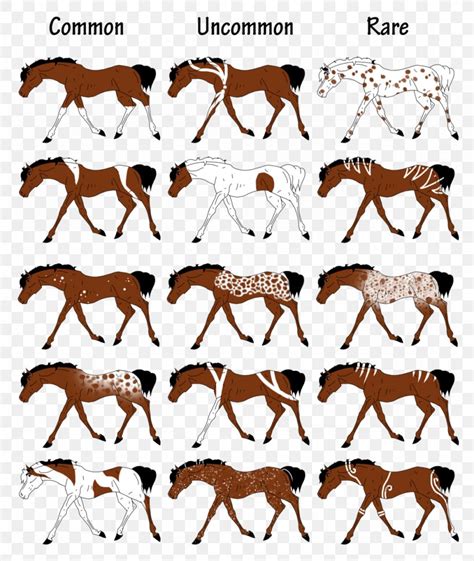 ️paint Horse Colors And Markings Free Download