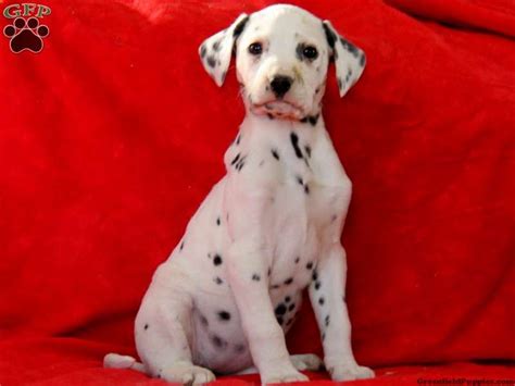 Find a dalmatian puppy from reputable breeders near you and nationwide. Lexie - Dalmatian Puppy For Sale in Pennsylvania ...
