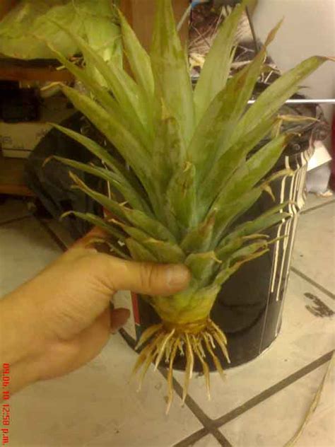 Www garten und freizeit de. Semillas de piña y cómo germinarlas | Página 2