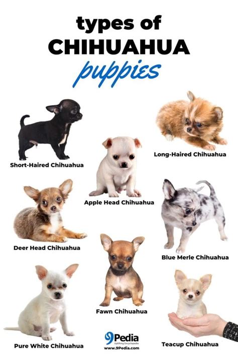 Best Female Chihuahua Names Artofit