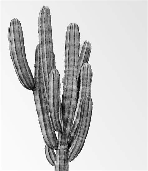Minimalist Black And White Cactus Print Little Ink Empire