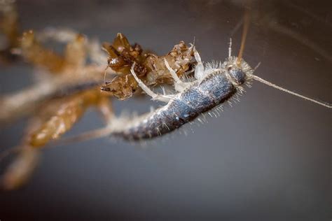 Silverfish Life Cycle Effects And Pest Control Dengarden