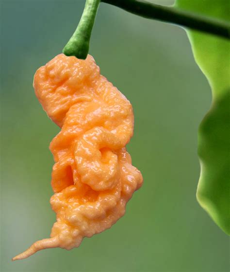 Peach Ghost Bhut Jolokia Hot Pepper Seeds