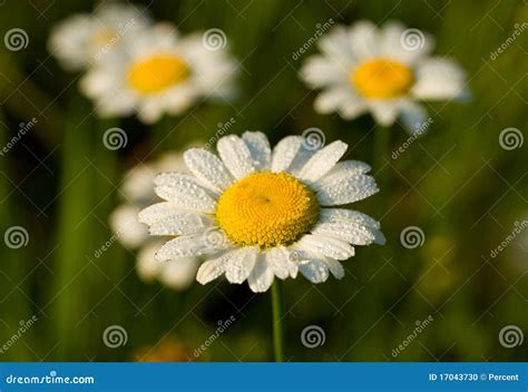 Camomile In Early Dew Stock Photo Image Of Color Stamen 17043730