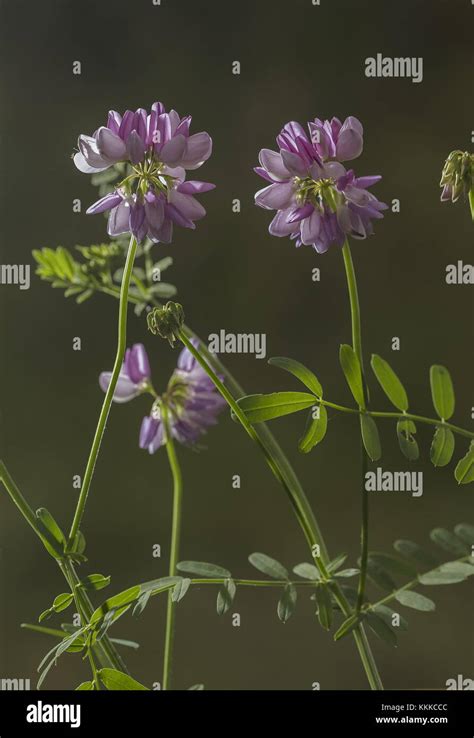 Crown Vetch Securigera Varia In Flower Naturalised In Uk Stock Photo