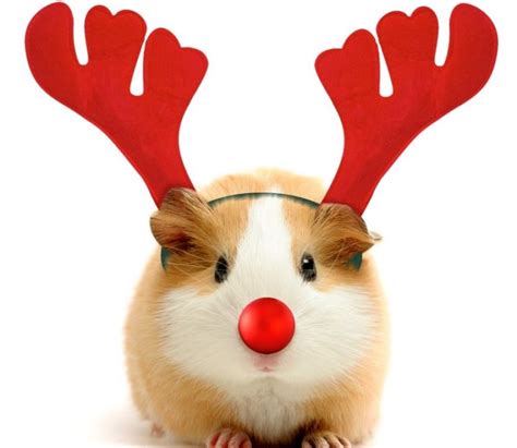 Cute Christmas Hamster Jarrobs