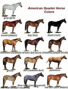 Image Result For Horse Colors Horse Color Chart American Quarter