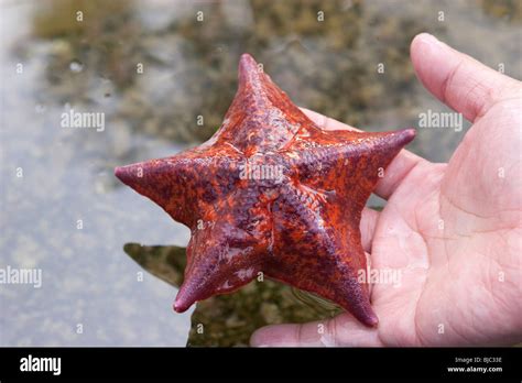 Starfish Bat Star Patiria Miniata Stock Photo Alamy