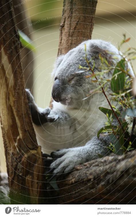 Koala Tired Nature Animal A Royalty Free Stock Photo From Photocase