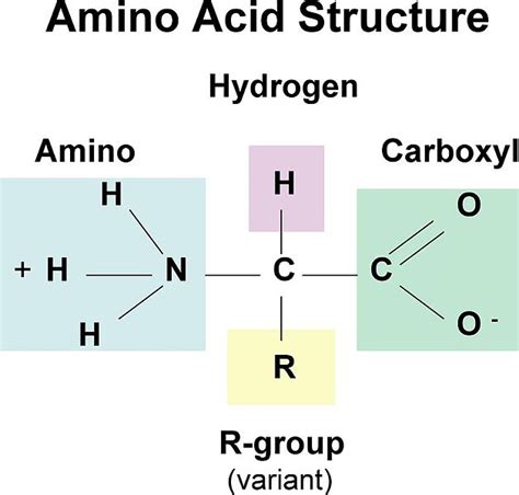 Difference Between Nucleic Acid And Amino Acid Definition Structure