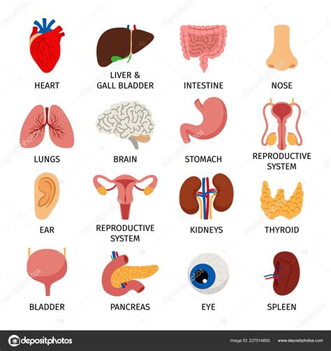Human Body Internal Organs Set — Stock Vector © Ssstocker 227514850