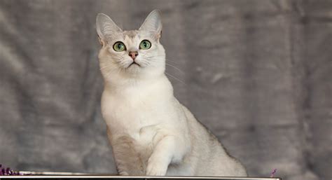 8 Best Cat Breeds For First Time Owners Cat World