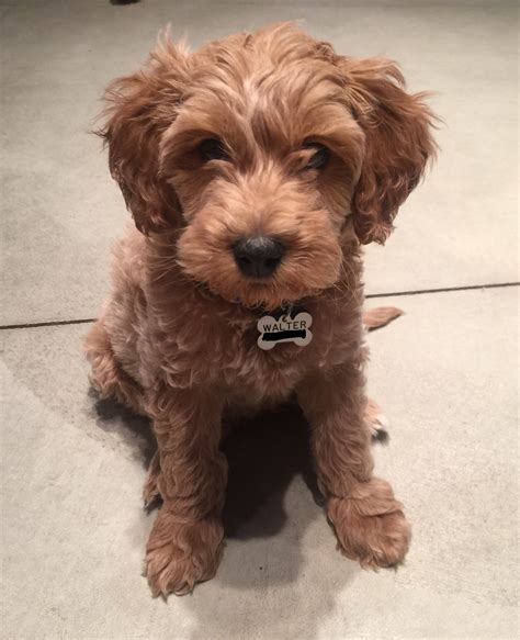 It's just about the same as bigger pets. I just got my first puppy! Reddit, meet Walter. He is a ...