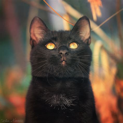 The Enchanting Photos Of Beautiful Black Cats Loves Cats Funny Pets