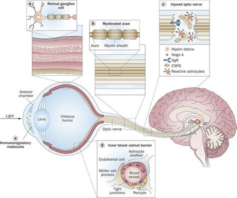 Where Did Retinal Ganglion Cells Come From Margaret Greene Kapsels