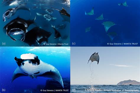 Images of devil and manta rays. (a) Reef Manta Ray (Manta alfredi); (b