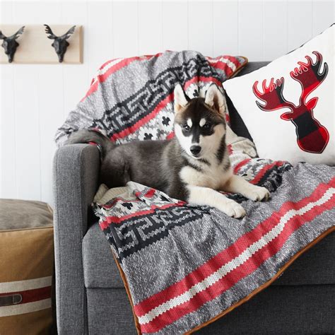 19, 2020, black and white with blue eyes, registered with papers, current shots with medical records, ready to raina is a friendly siberian husky puppy! Puppies are cute, but Husky pups? Next. Level. Our little ...
