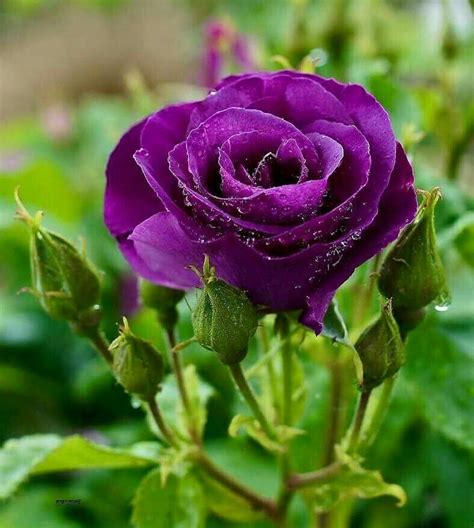 Purple rose flower floral romantic plant love flowers background bloom. Pin by Marika Lovasz on IPurple | Beautiful flowers ...