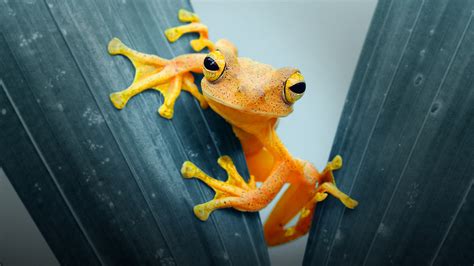 Choose from a curated selection of laptop wallpapers for your mobile and desktop screens. 1920x1080 Frog Closeup Laptop Full HD 1080P HD 4k ...