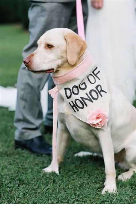 30 Best Dog Wedding Ideas How To Include Your Dog In Your Wedding