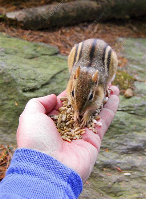 Eastern Chipmunk Stock Image Z9180434 Science Photo Library