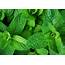 15 Proven Health Benefits Of Mint  Tips