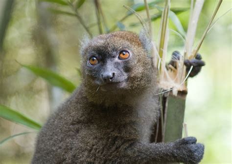 Last Chance To Save Bamboo Lemurs Rainforest Trust