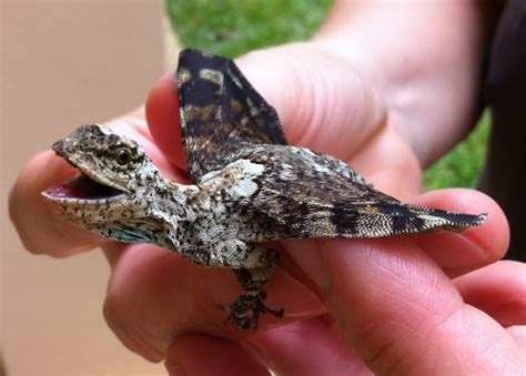 Consider yourself warned though, as some of your childhood heroes seem to be in a rough. Gliding lizard | Project Noah