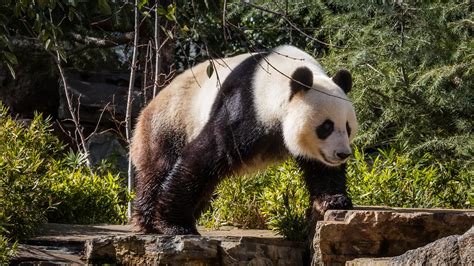 Images Giant Panda Bears Animals 2560x1440