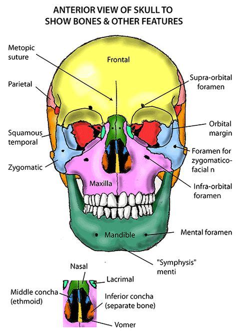 8 Facial Bones Ideas Facial Bones Human Anatomy And Physiology