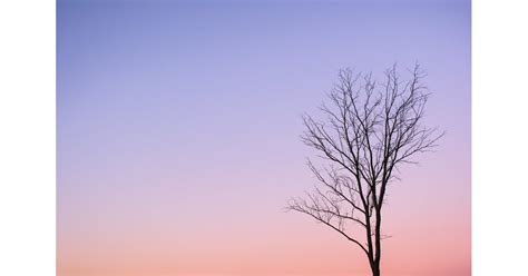 Tree Silhouette Zoom Background Download Free Peaceful Zoom