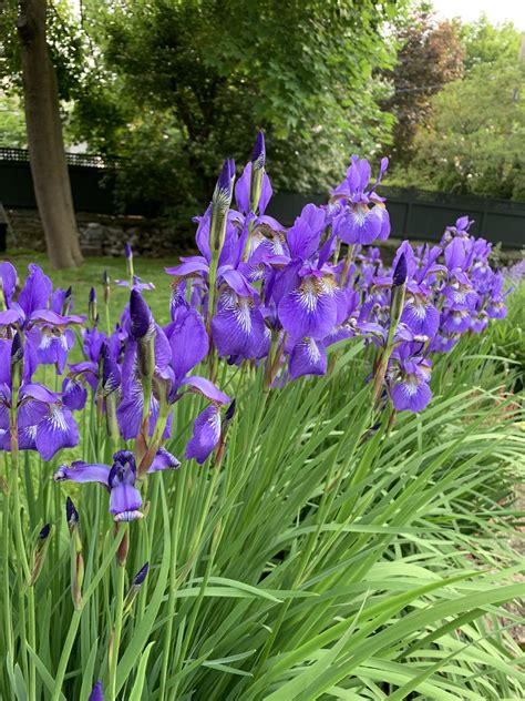 Lazy Gardeners Guide To Growing Irises Planting 101