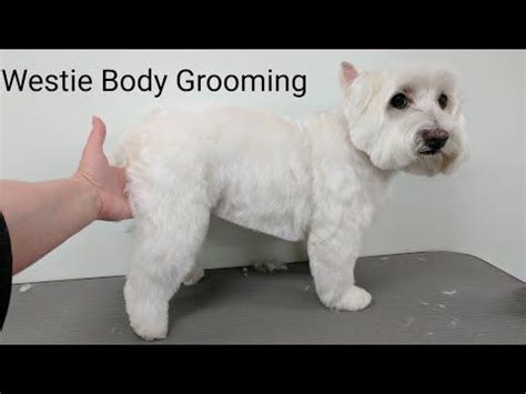 When was the last time you groomed your west highland white terrier? Grooming Guide - West Highland White Terrier Pet Trim ...